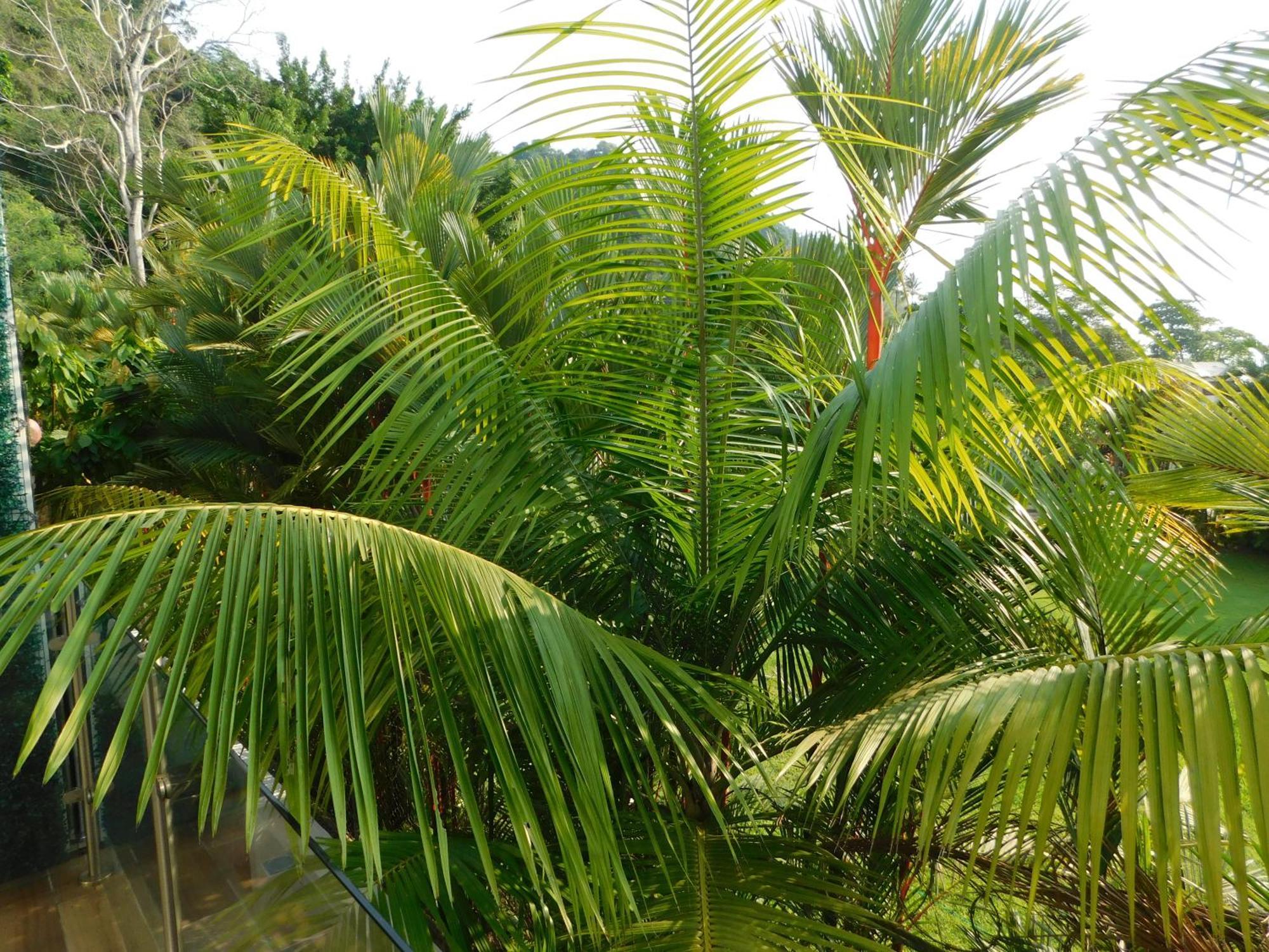 Sunset 205, Sleeps Six, Next Door To The Pool, 100M To The Beach! Jacó Exterior foto