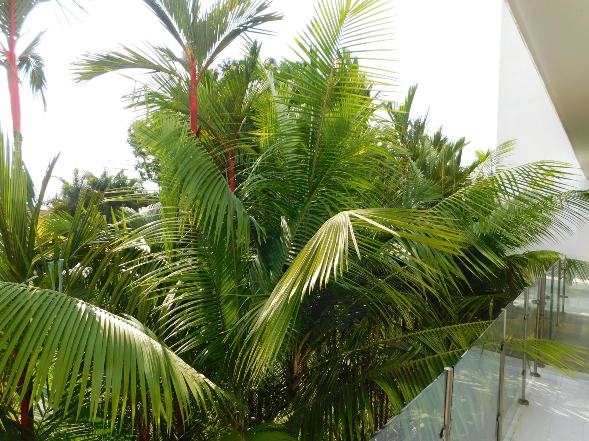 Sunset 205, Sleeps Six, Next Door To The Pool, 100M To The Beach! Jacó Exterior foto